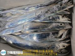 [진해] 내만칼치ㅡ 역시 씨알좋고 3지4지급으로손맛굿(일요일예약가능
