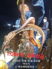 대물돌문어 초대박조황 이어가고 있습니다 현재 키로급들 쭉쭉 뽑고 있습니다 월요일7자리여유 황금물때 기간~ 키로급들로 망태기 한가득 채우러 가실분들 미리...