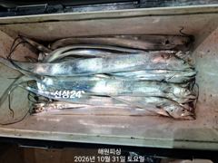 [진해] 내만갈치 굵직 굵직한갈치 쏟아지네요 일요일예약가능합니다