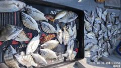 안골) 감성돔 흘림 빅사이즈 (10/30-31일) 또대박조황 - 월욜출조 예약가능