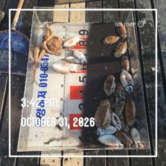 해양레저 카고 감성돔 갑오징어 조황