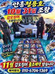 10월31일 안흥청용호 갑오징어 조황입니다